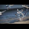 w IMG_0213.jpg